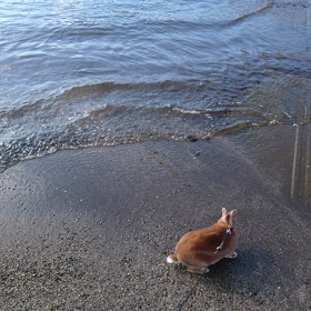海の画像