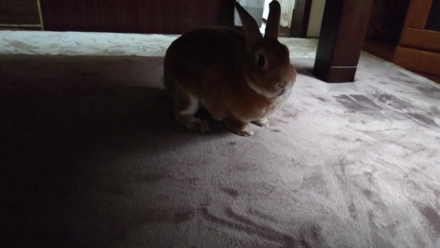朝からご機嫌⋆⸜(´˘`*)⸝の記事動画