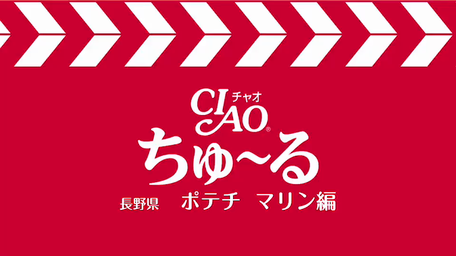 お友達の猫ᒼᑋªⁿ♥︎の記事動画