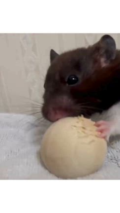 ハムスターから学ぶ？責任のあり方と子どもの育ちの記事動画