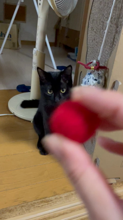 ハート♡の記事動画