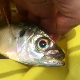 釣り食堂オープンの画像