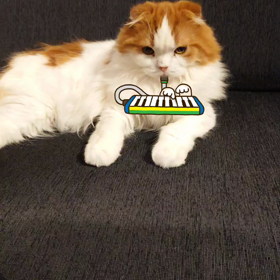 ヤクルトのヨーグルト！？のサムネイル画像