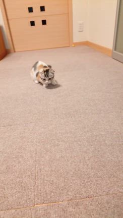 ボールとシュシュが大好き♡ひとり遊びが上手な子猫さん❤の記事動画