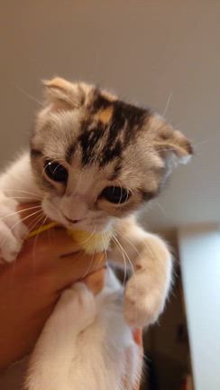 子猫の本気❤の記事動画