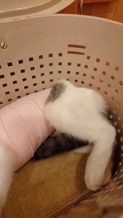生後５ヶ月、避妊手術うけてきましたの記事動画