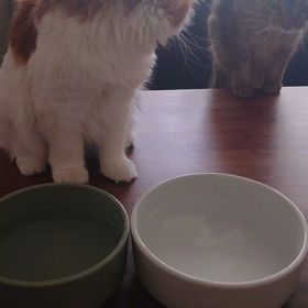 ”愛猫、愛犬家さんへオススメ♡”お水がのみたくなる器❤のサムネイル画像