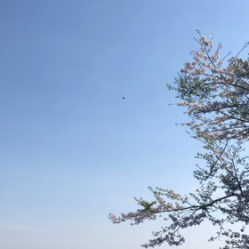 春の音の画像