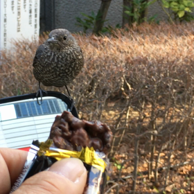 コレゎどやさ！？の画像