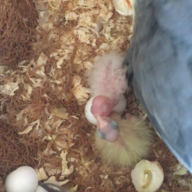 オカメインコの雛が孵化しましたの画像