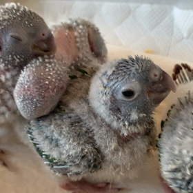 ワキコガネウロコインコ雛巣上げしましたの画像