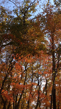 北海道のメープルフォーレスト　Forest of the mapleの記事動画