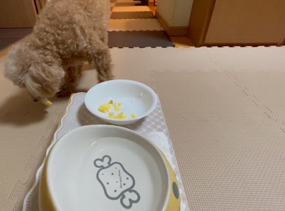 今年もいろいろ書いたよ～、どの記事が良かった？【広報犬モコ】の記事動画