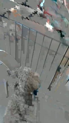 ニューフェイス登場！にこってどんな子？の記事動画