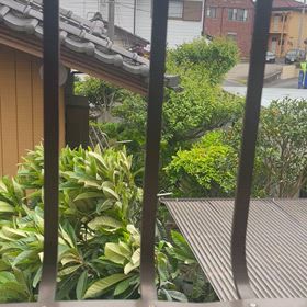 揺れる枇杷の木の画像