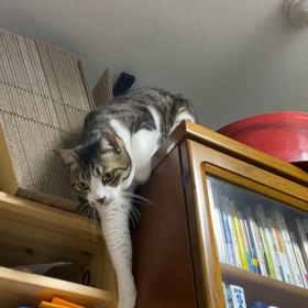 ムギちゃん参上！の画像