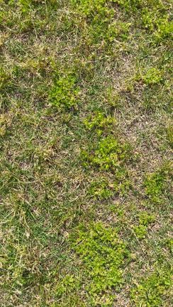 今が旬！？でも非常に厄介な「草の名は。」の記事動画