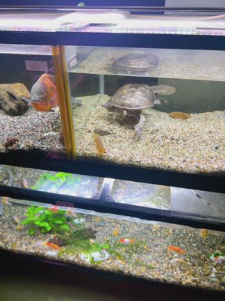 冬の青森旅！温泉と平川グルメ「風の谷」で味噌ラーメンと熱帯魚を満喫の記事動画