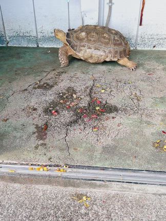 冬の青森旅！温泉と平川グルメ「風の谷」で味噌ラーメンと熱帯魚を満喫の記事動画