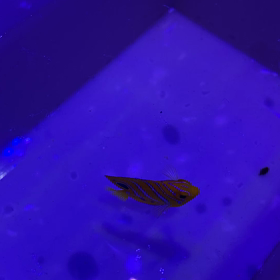 インドニシキ68日目の画像