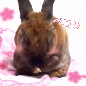 まめ動画の画像