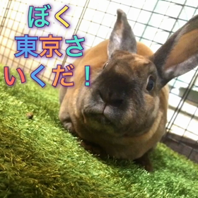 まめの野望の画像