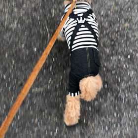 新しいお洋服の画像