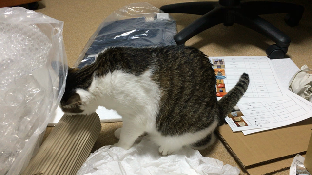 梱包作業現場の猫様の記事動画