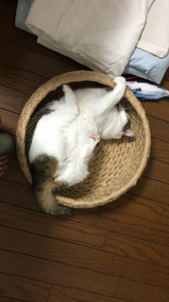 今日の猫様 と ブロ友さんの記事動画