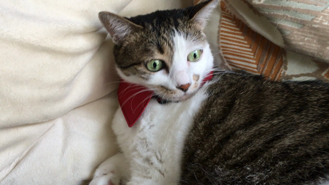 いただきもの　と　蕎麦猪口アート公募展の記事動画