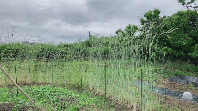 ライ麦に教わった、しなやかという強さの記事動画