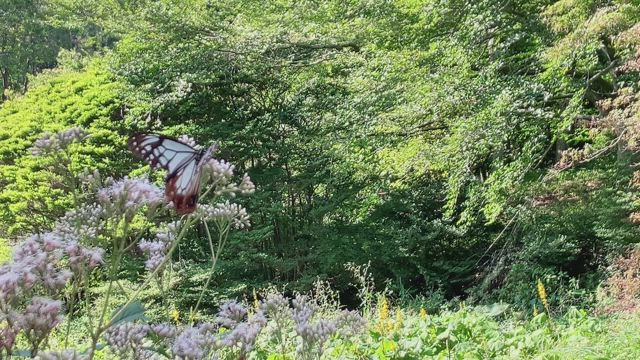 森の記事動画