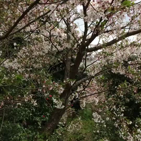 桜吹雪の画像