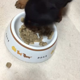 ミニピンだもの。の画像
