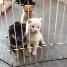 柴犬やばす❤️の画像