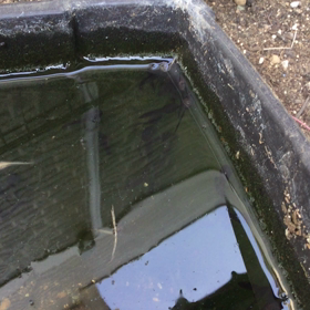 オタマジャクシ達　元気にうごいとります。の画像