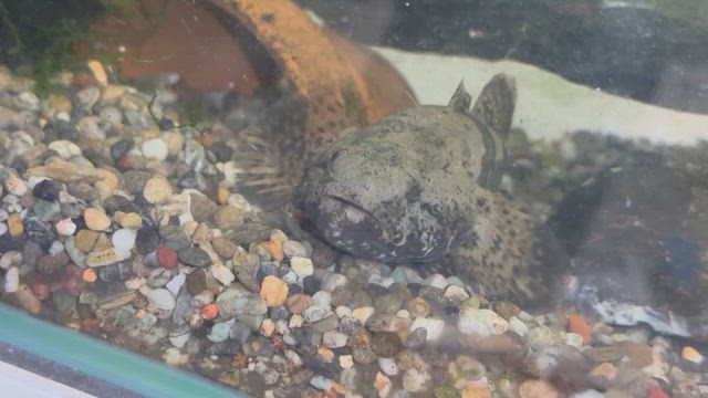 サクッとガシリングの記事動画