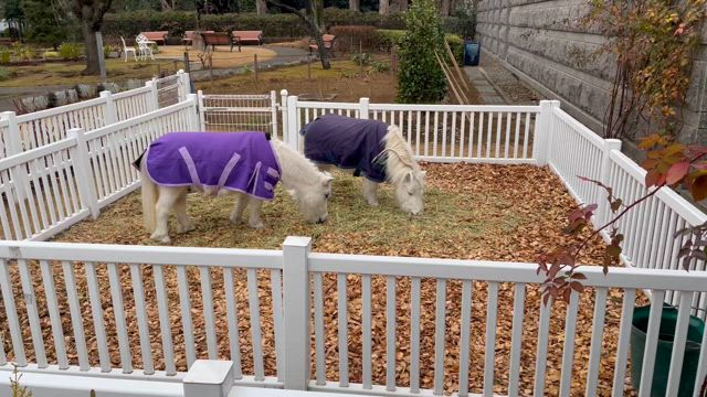 がてけんの競馬放浪記【東京競馬場】の記事動画