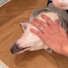 ちょっかいの画像