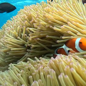 沖縄　2日目　シュノーケル　海亀の画像
