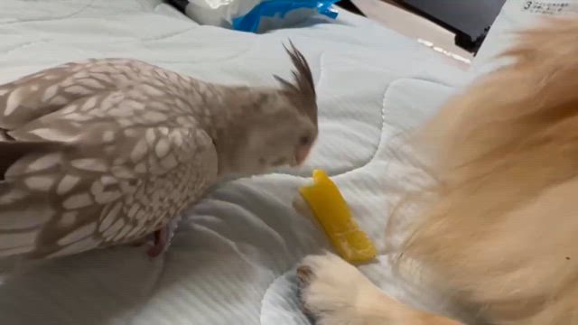 家族っていいよねの記事動画