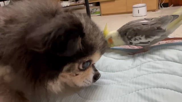 家族っていいよねの記事動画