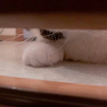 ゆっくりさせての記事動画