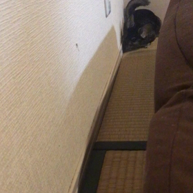 チンチライフの画像