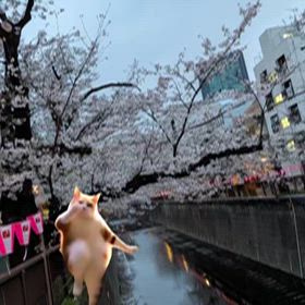 目黒川の桜の画像