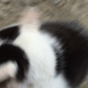 癒しの画像