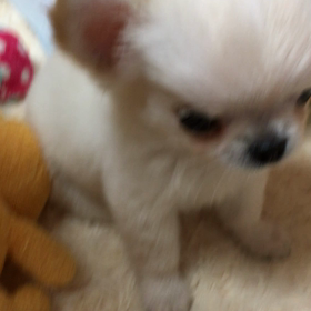 お名前が決まりましたの画像