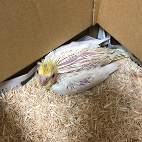 オカメインコ　ルチノー　生後20日目の画像