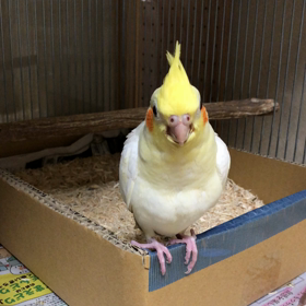 オカメ　生後１ヶ月と5日目の画像