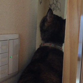 コラーーーの画像
